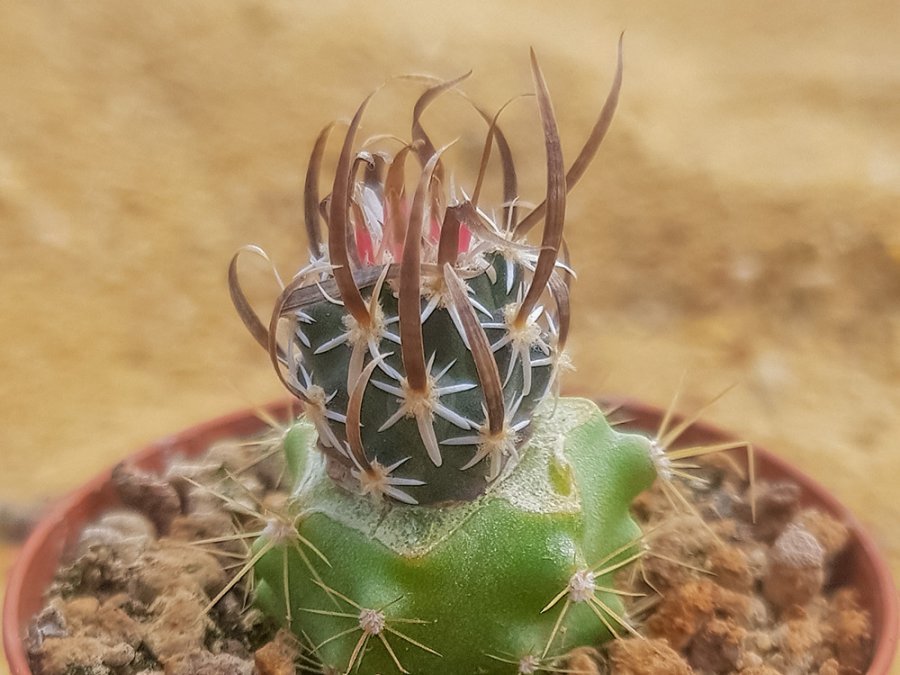 Toumeya papyracantha FH 085 Snowflake, Az - grafted
