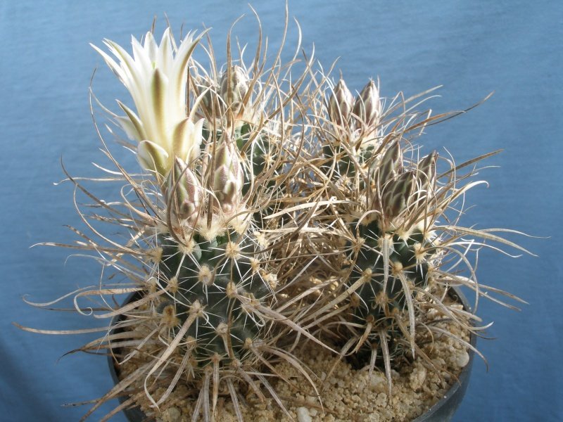 Toumeya papyracantha SB 1914 near Belen, NM - 10 seeds