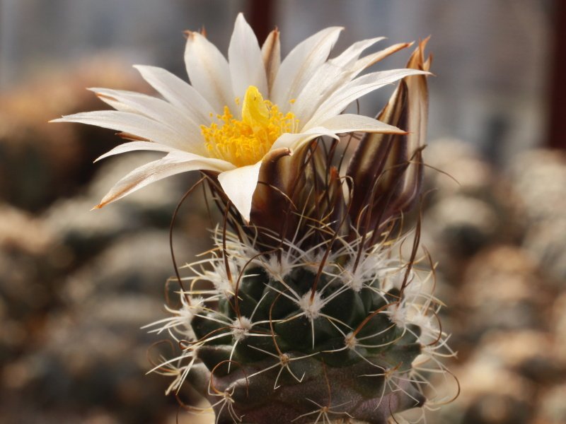 Turbinicarpus graminispinus VM 817 San Jose del Llano, NL (not outside EU) - 10 seeds