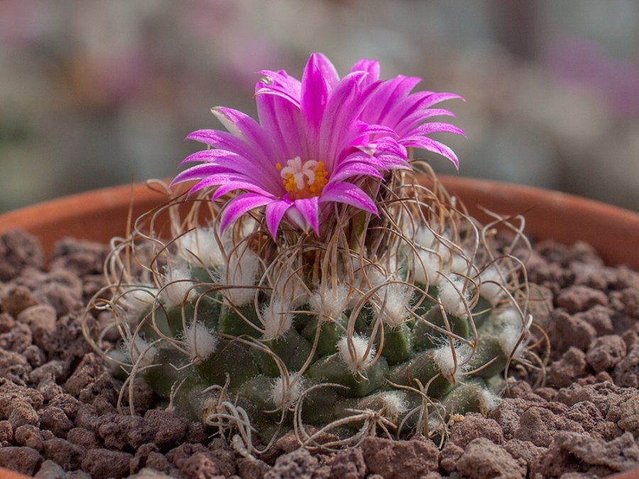 Turbinicarpus pseudomacrochele var. lausseri MH 490 Mesa de León, Que - 10 seeds