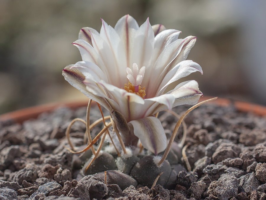 Turbinicarpus schmiedickeanus ssp. schwarzii PAN 169 Palos Altos - Cerritos, SLP