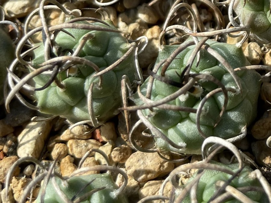 Turbinicarpus schmiedickeanus ssp. klinkerianus VM 155 El Huizache, SLP