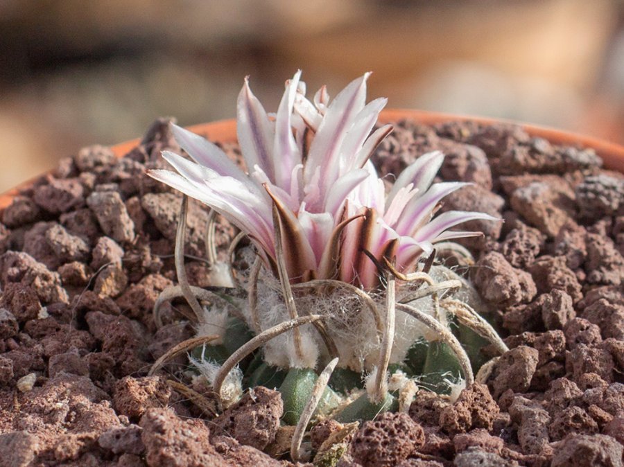 Turbinicarpus schmiedickeanus VM 721 Lazaro Cardenas, NL