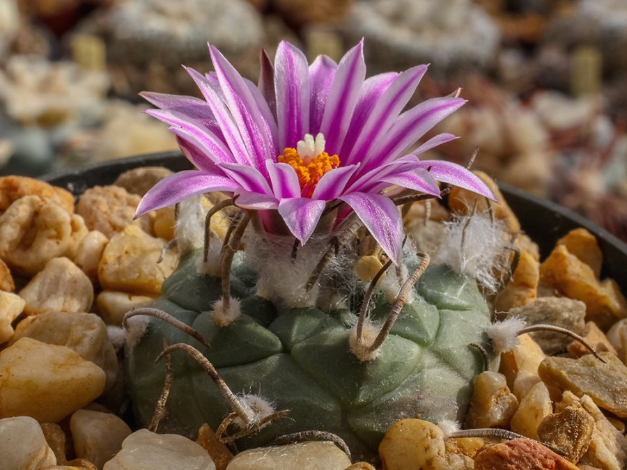 Turbinicarpus schmiedickeanus ssp. rubriflorus Bonatz 1590 Cerros Blancos, SLP - 10 seeds