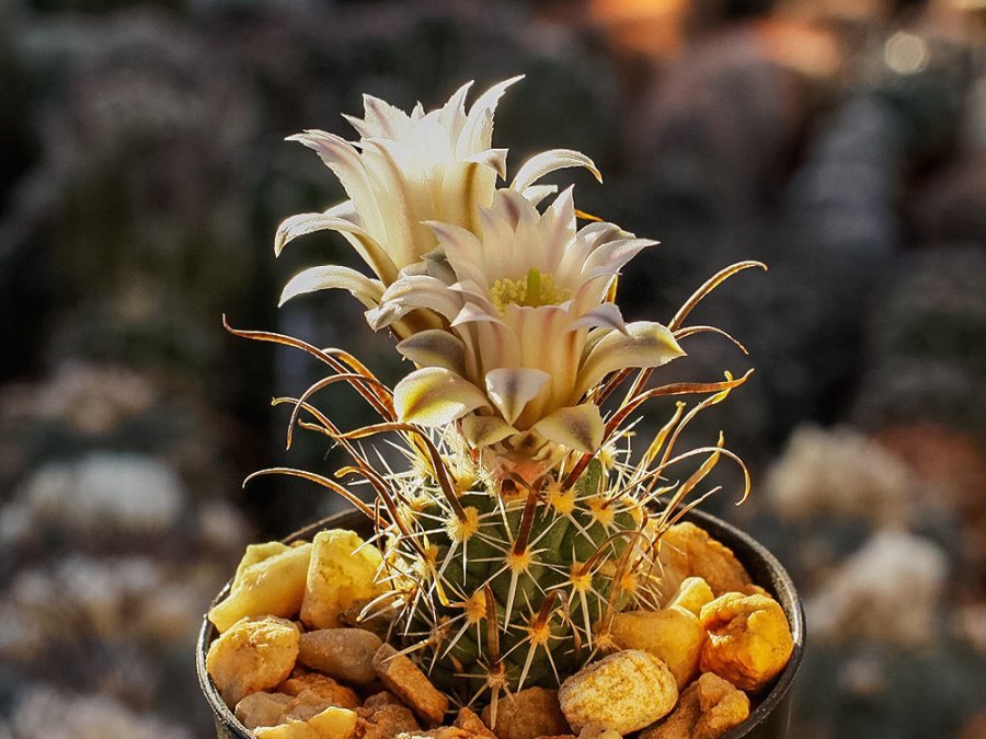 Toumeya papyracantha FH 0800 Dry Salt Lake, Tx - grafted