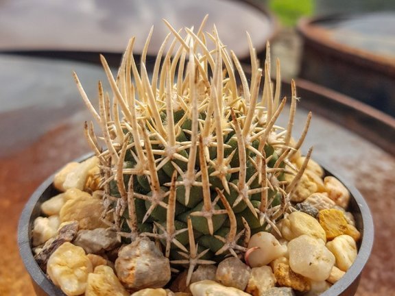 Navajoa peeblesiana ssp. fickeisenii Cedar Ridge, Az - 10 seeds