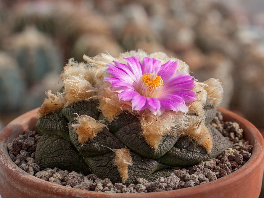 Ariocarpus fissuratus ssp. lloydii VZD 423 San Felipe, Zac - 10 seeds