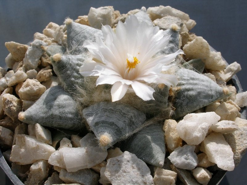 Ariocarpus retusus SB 68 Coronel, SLP