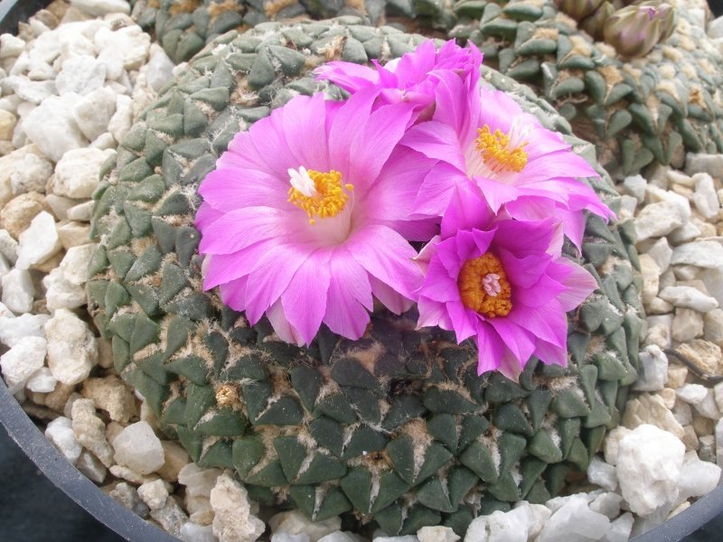 Ariocarpus kotschoubeyanus ssp. sladkovskyi PP 423 San Francisco, SLP - 10 seeds