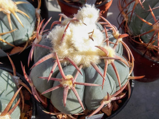 Echinocactus horizonthalonius RC 95 El Casco, Dur