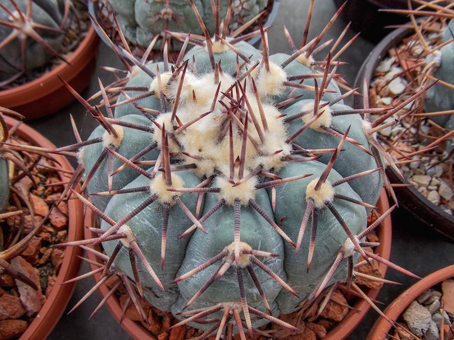 Echinocactus horizonthalonius KMR 189 La Cardona, SLP