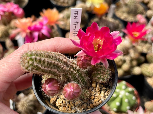 Chamaecereus hybr. PAN 17.4.126