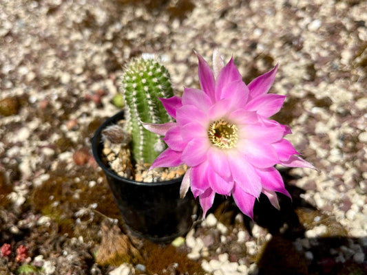 Chamaecereus hybr. PAN 17.8.5