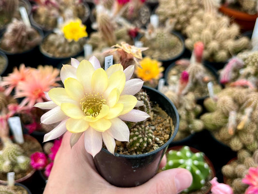 Chamaecereus hybr. PAN 19.266.2