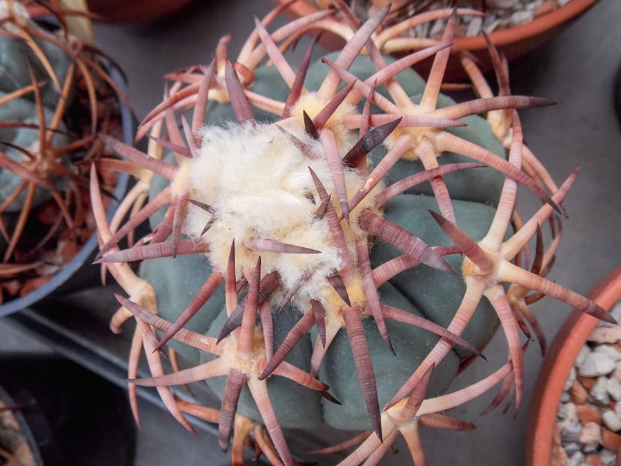 Echinocactus horizonthalonius VZD 683 Dolores, Dur