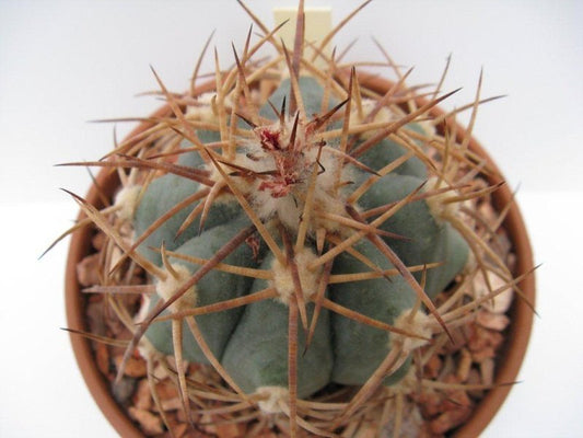 Echinocactus horizonthalonius PC 30 Cerro Blanco, Dur - 10 seeds