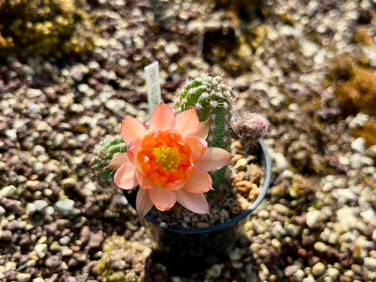 Chamaecereus hybr. PAN 20.201.77