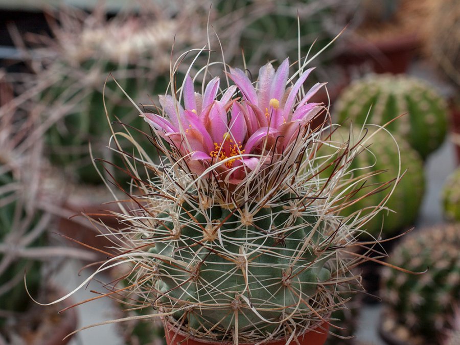 Sclerocactus spinosior JB 11 Wah Wah Mts, Ut - grafted