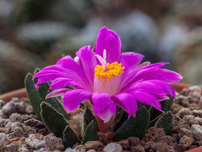 Ariocarpus scapharostrus RS 695 Rayones, NL - 10 seeds