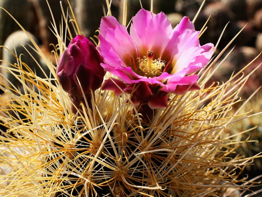 Sclerocactus polyancistrus f. albino Johanesburg, Cal