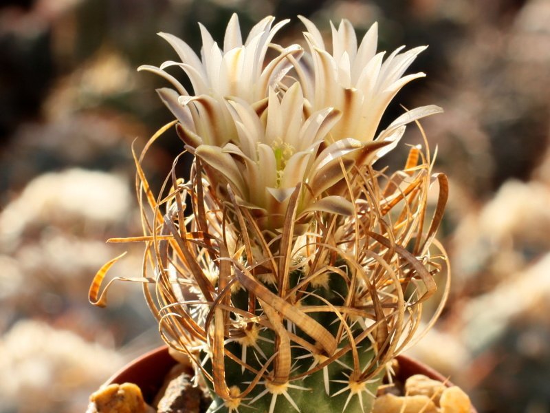 Toumeya papyracantha RP 50 Navajo Co, Az - grafted