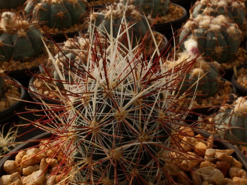 Sclerocactus polyancistrus VZD 660 Volcano, Nye Co, Nv - grafted