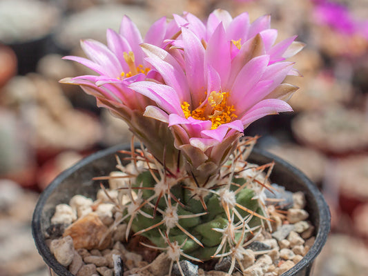 Sclerocactus glaucus JM 15 Delta Co, Colo - grafted