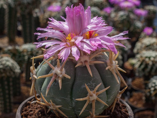Echinocactus horizonthalonius cv. SHIROTOGE SUIHEIMARU
