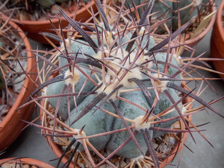 Echinocactus horizonthalonius RC 58 Rancho La Virgen (Cerro Bola), Coah