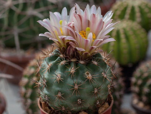 Sclerocactus mesae-verdae FH 061.6 Tuntsa Wash, NM - grafted