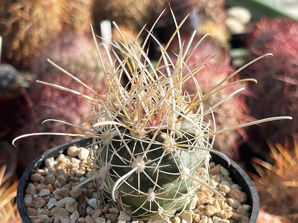 Ancistrocactus pinkavanus GCG 10914 San Juan de Boquillas, Coah - 10 seeds