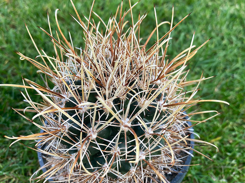 Ancistrocactus sp. MK 153.448 José Maria Morelos, Coah - 10 seeds