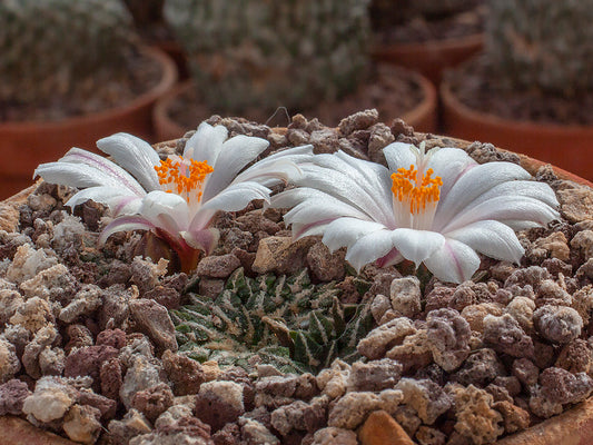 Ariocarpus kotschoubeyanus var. albiflorus RS 603 Tula, Tam - 10 seeds