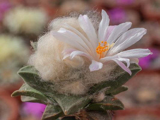Ariocarpus retusus GCG 10950 Miguel Hidalgo-Lucio Vazquez, Tam