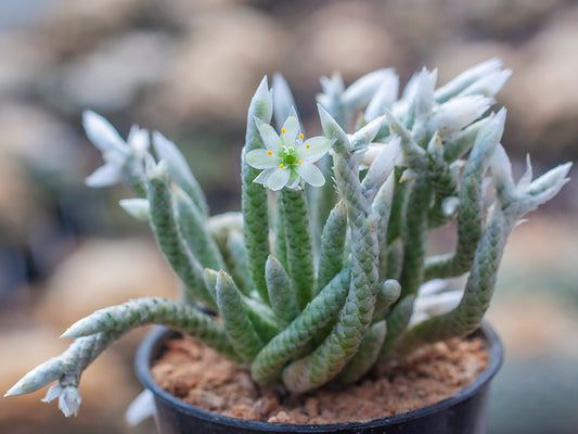 Avonia vespertina