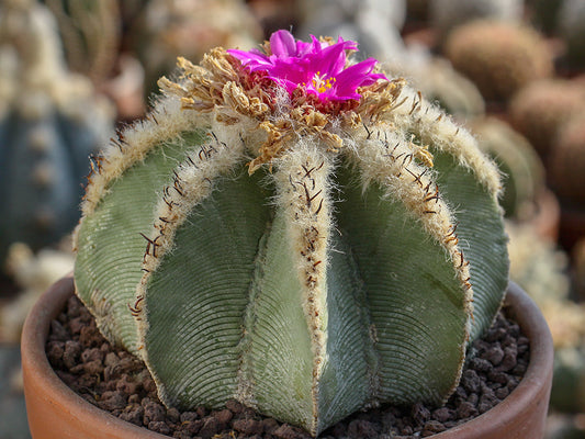 Aztekium hintonii RS 515a La Poza, NL - 1000 seeds