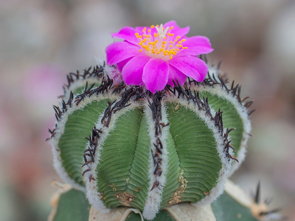 Azekium Aztekium rostliny – Hajek-kaktusy