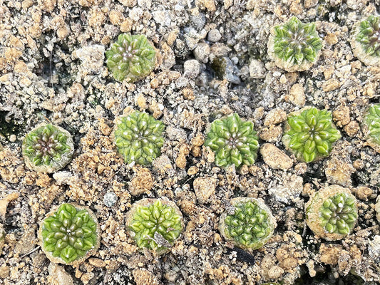 Aztekium ritteri RS 341 Rayones, NL