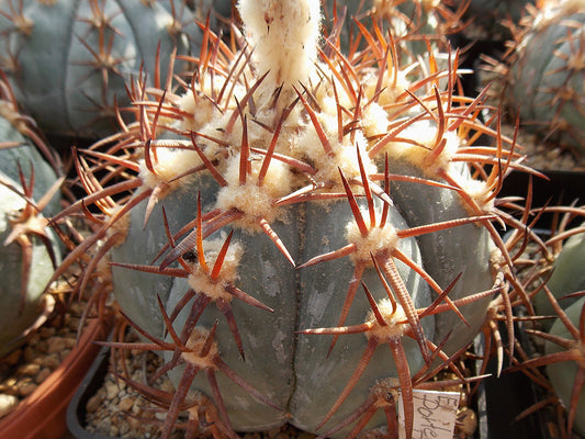 Echinocactus horizonthalonius El Portento, Dur