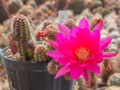 Chamaecereus hybr. New Dimension