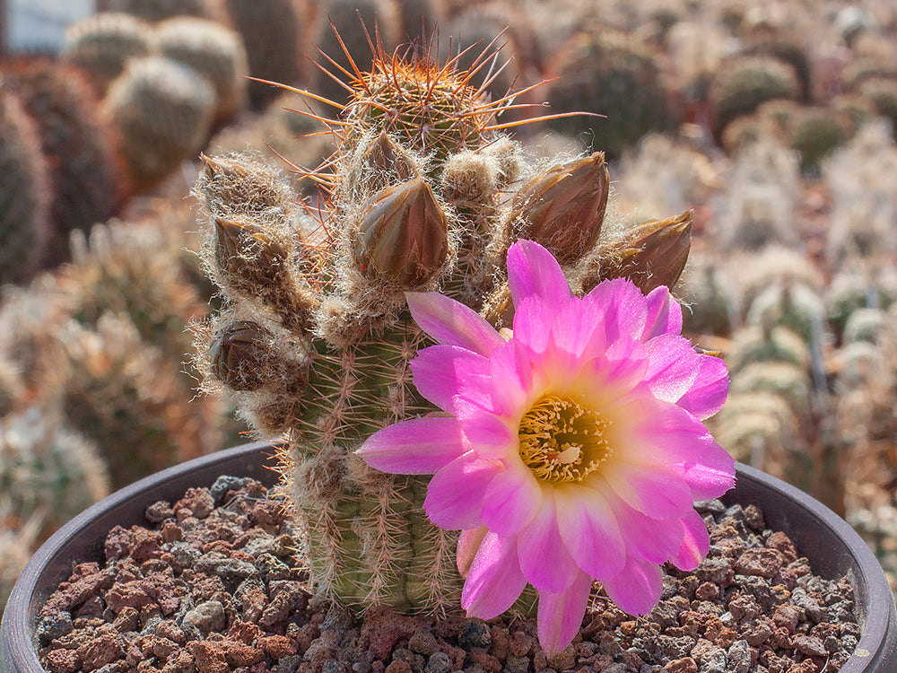 Chamaecereus hybr. Lincoln Sundae