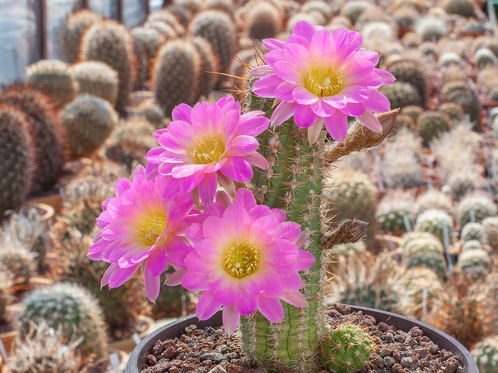 Chamaecereus hybr. Lincoln Sundae