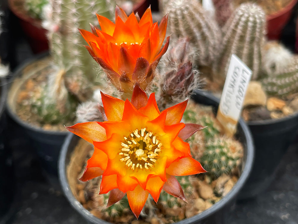 Chamaecereus hybr. Lincoln Sunkissed