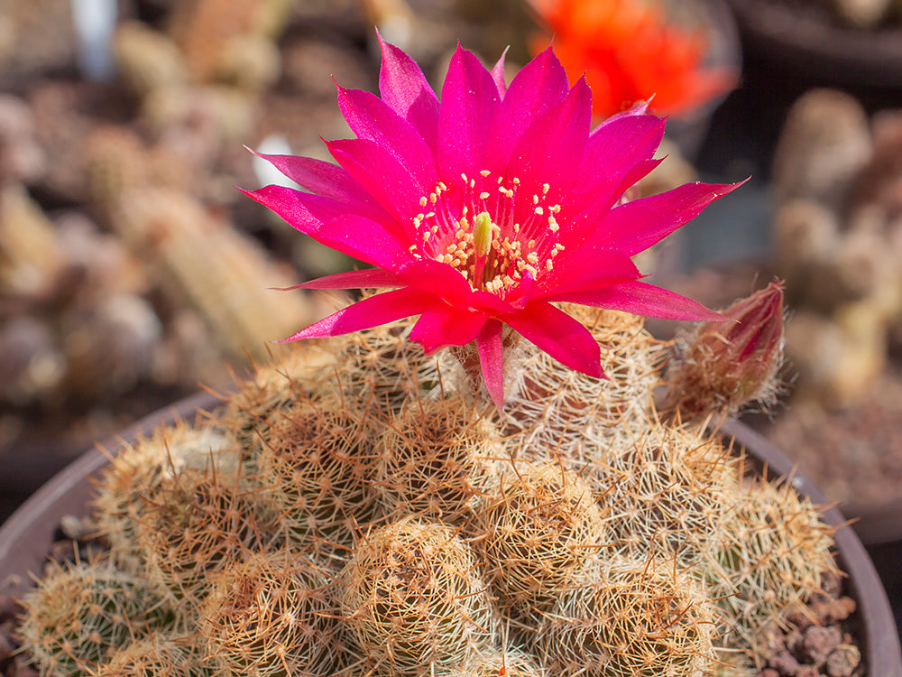 Chamaecereus hybr. PK 4 dark red flower, yellow spines