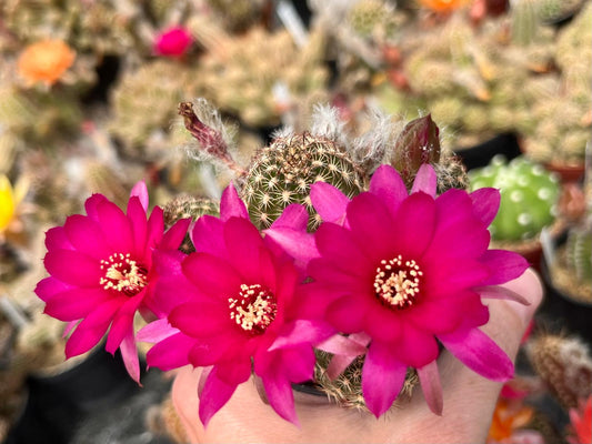 Chamaecereus hybr. PK 5 dark red flower