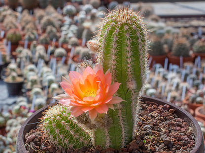 Chamaecereus hybr. Perla di Verone