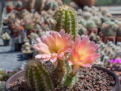 Chamaecereus hybr. Perla di Verone