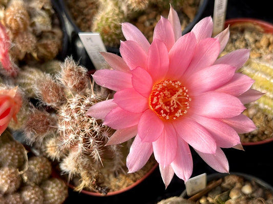 Chamaecereus hybr. antique pink flower