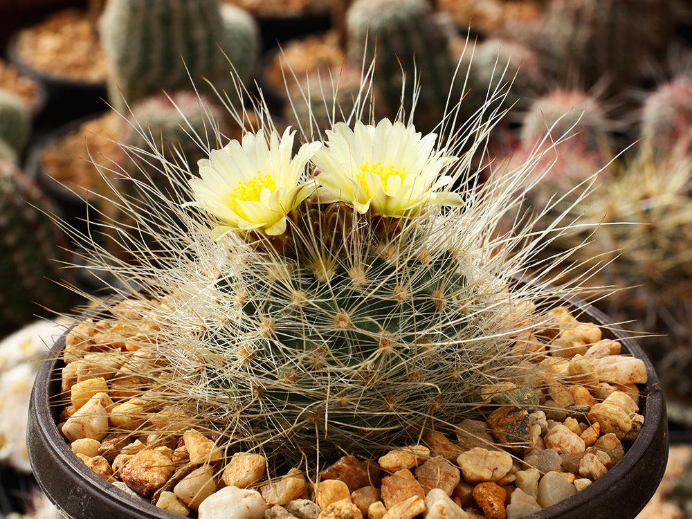 Pediocactus paradinei PJR 537 Kaibab Plateau, Az - grafted