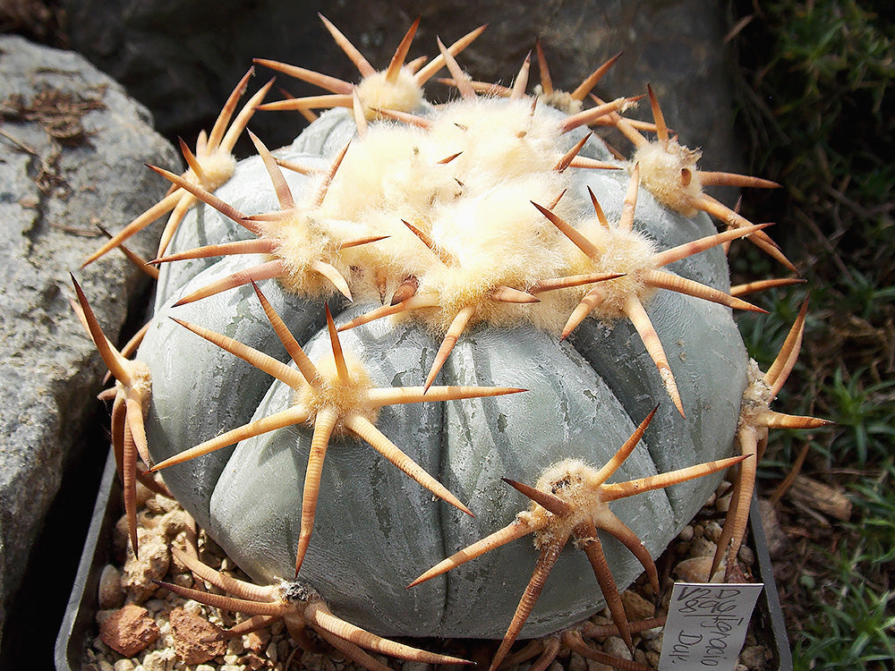 Echinocactus horizonthalonius VZD 896 Ignacio Zaragoza (Los Encinos), Dur - 10 seeds